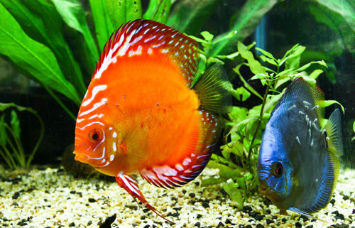 居家養魚風水講究，怎麽養魚招財運？