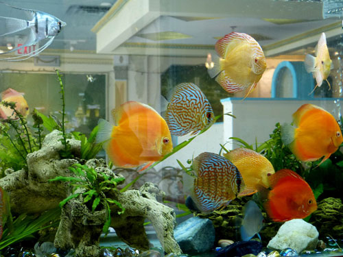 居家養魚風水講究，怎麽養魚招財運？