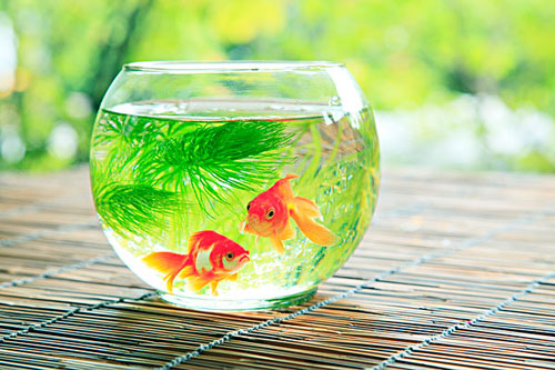 居家養魚風水講究，怎麽養魚招財運？